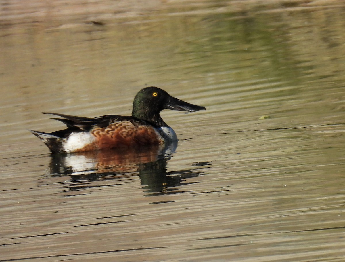 Northern Shoveler - ML612057551