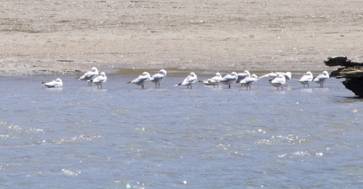 Black-billed Gull - ML612057568