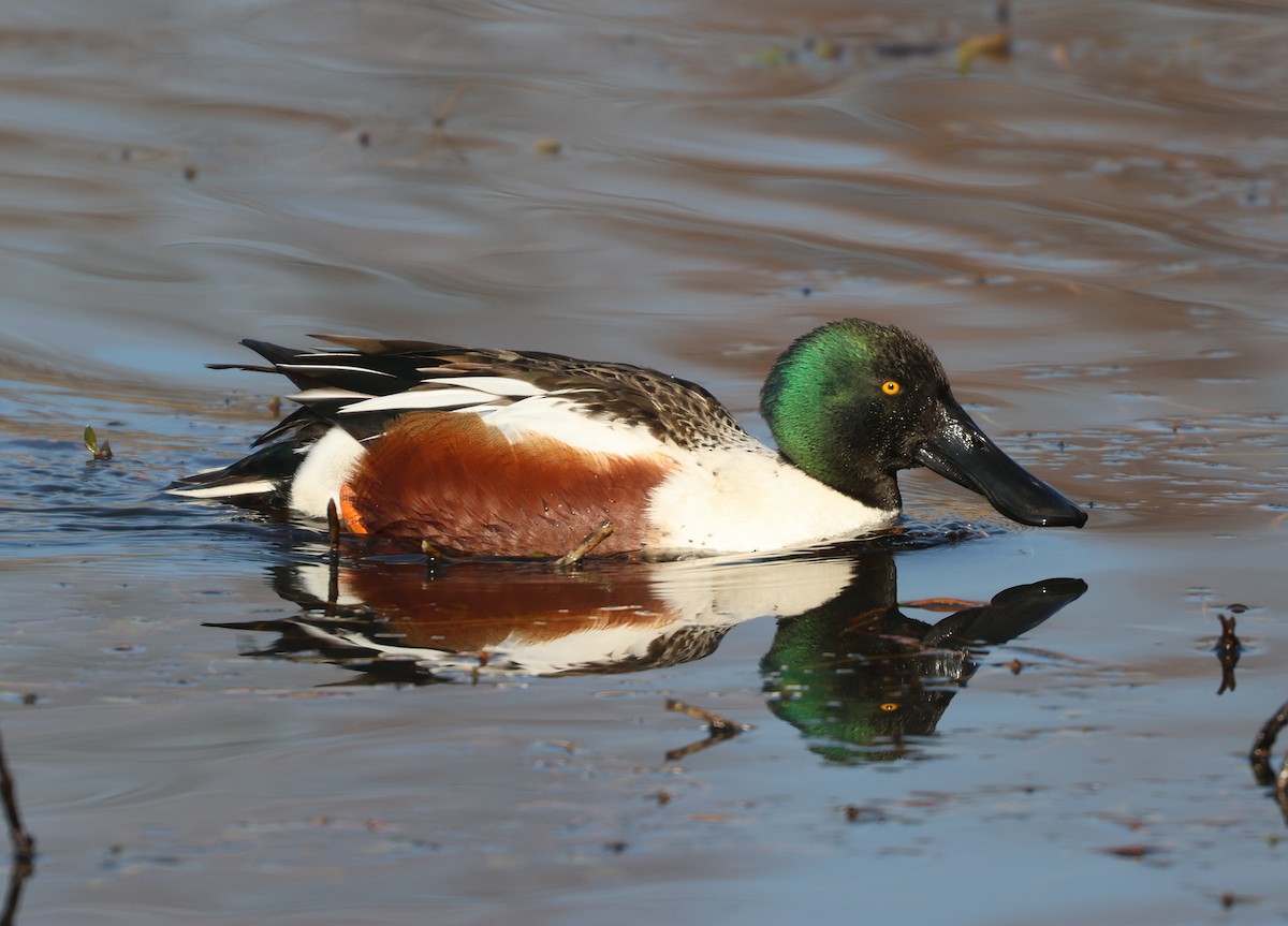 Northern Shoveler - Maria Pacheco