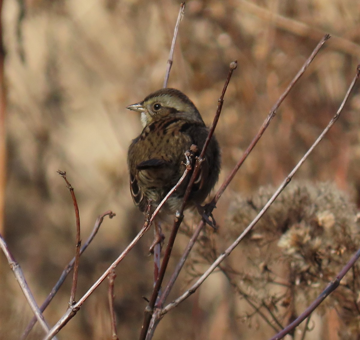 Swamp Sparrow - ML612057636