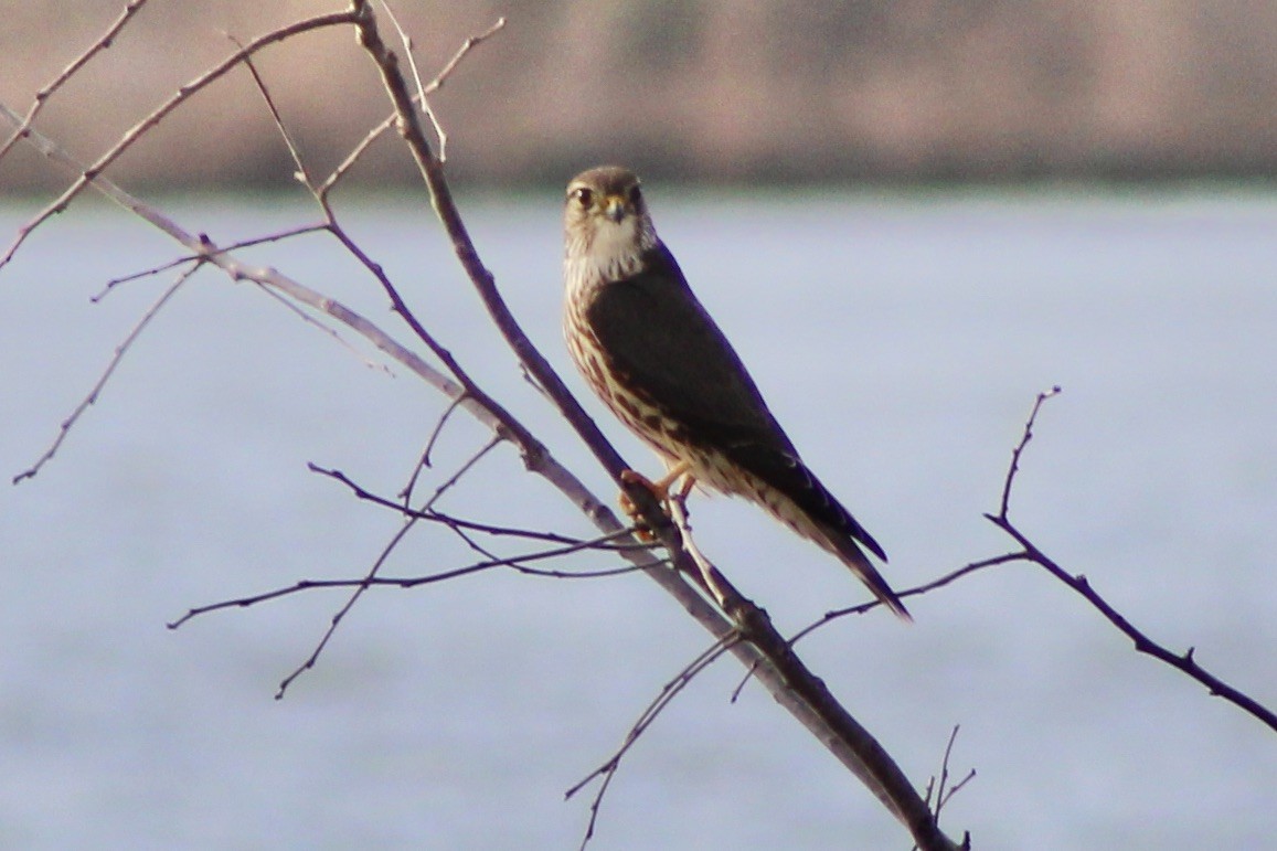 Merlin - ML612057637