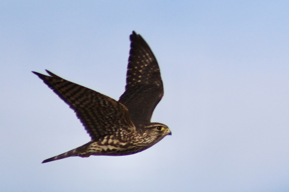 Merlin - ML612057643