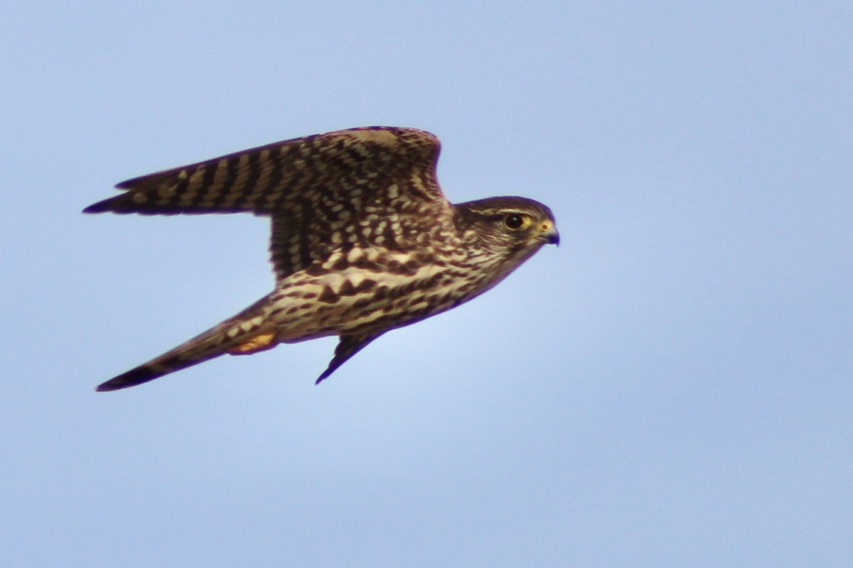 Merlin - ML612057646