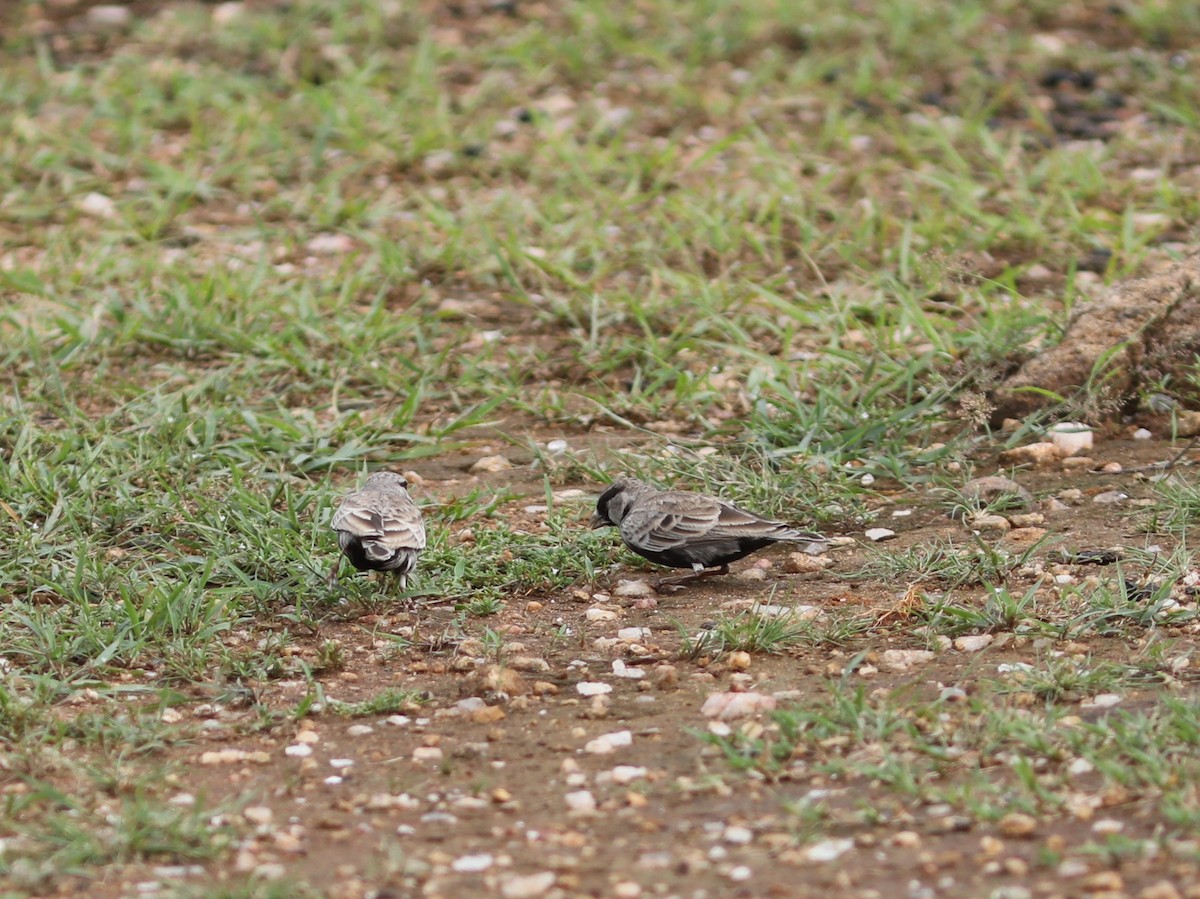 Ashy-crowned Sparrow-Lark - ML612057660