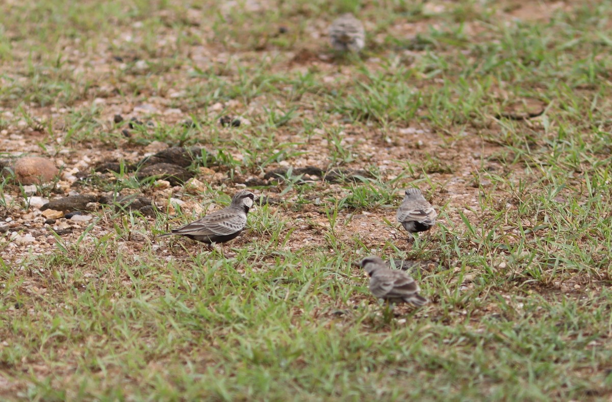 Ashy-crowned Sparrow-Lark - ML612057662