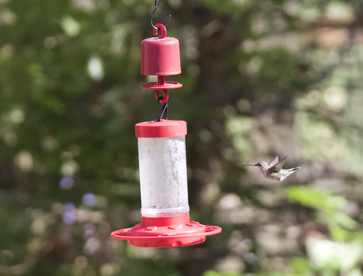 Black-chinned Hummingbird - Joe Wojnarowski