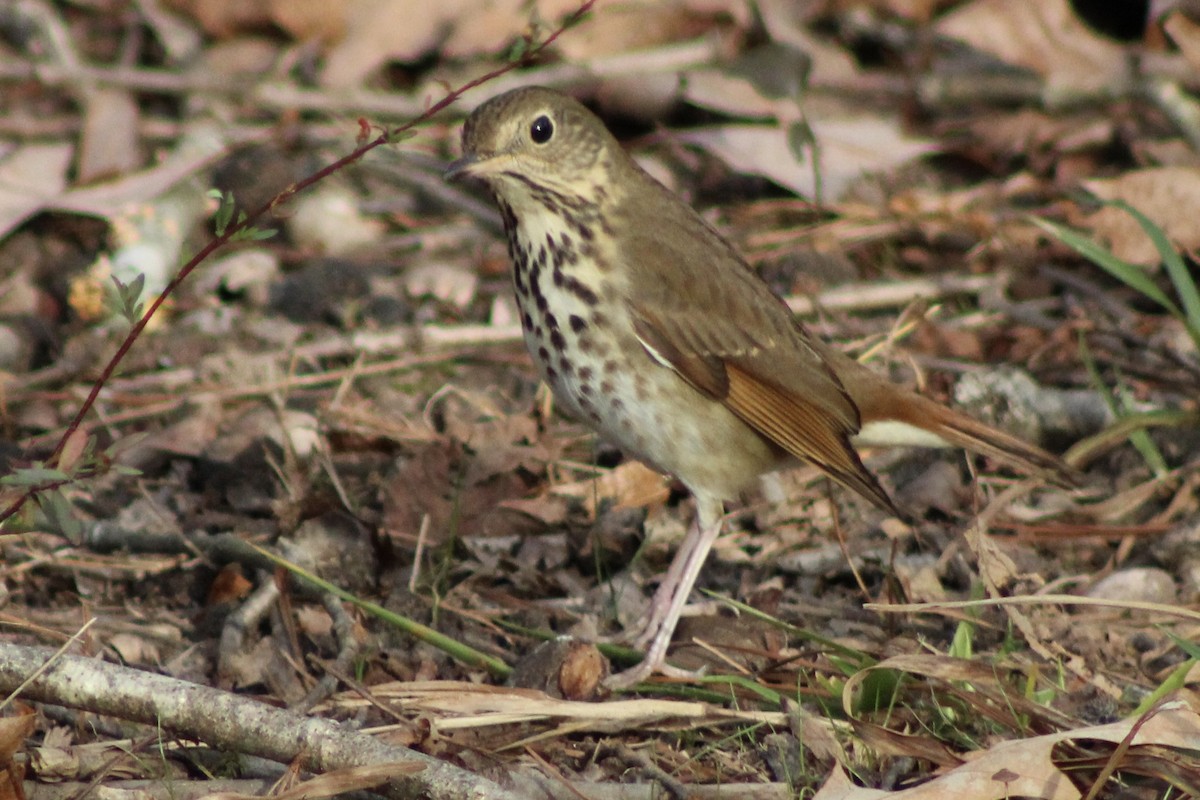 Hermit Thrush - ML612057730