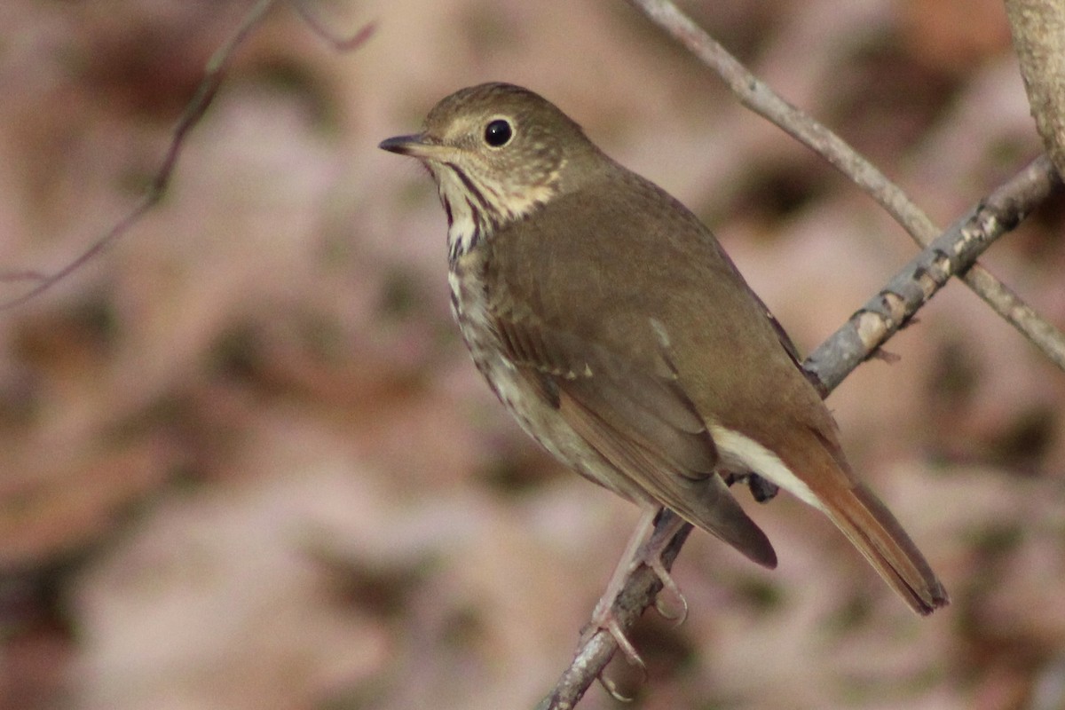 Hermit Thrush - ML612057733
