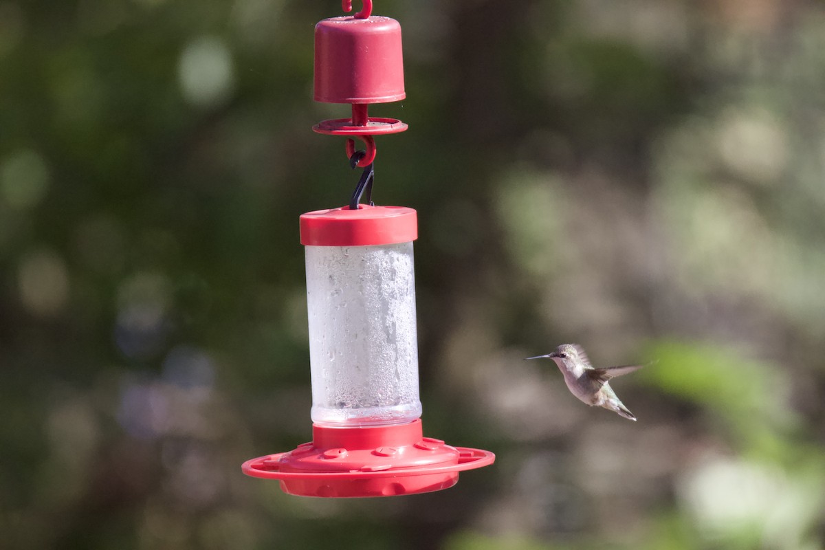 Black-chinned Hummingbird - Joe Wojnarowski