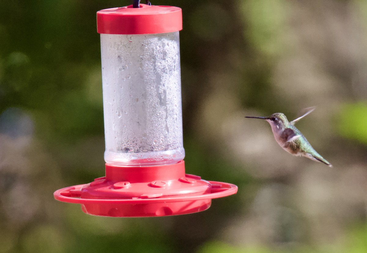 Black-chinned Hummingbird - Joe Wojnarowski