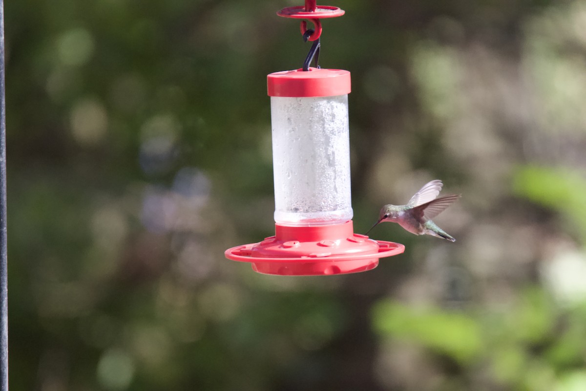 Black-chinned Hummingbird - Joe Wojnarowski