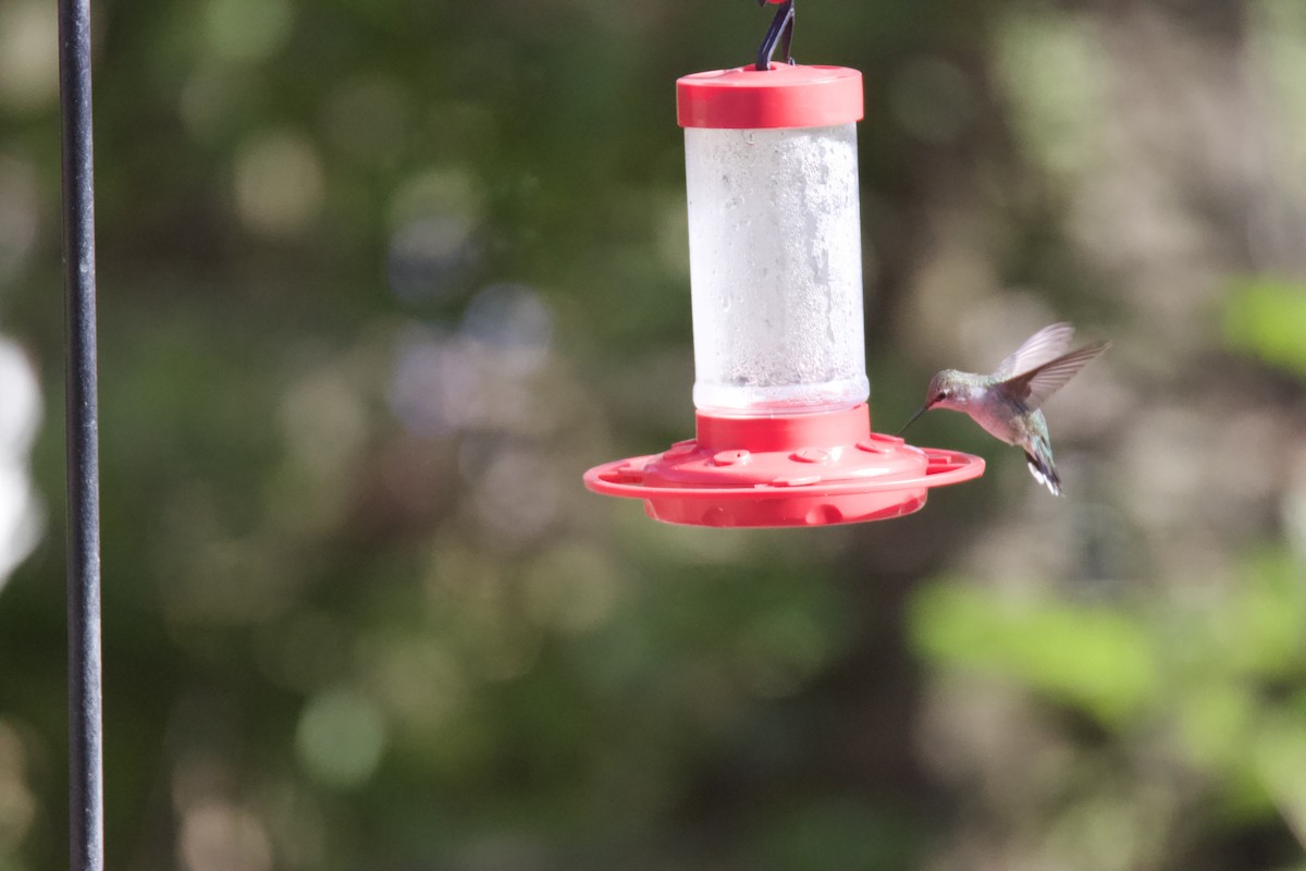 Black-chinned Hummingbird - Joe Wojnarowski