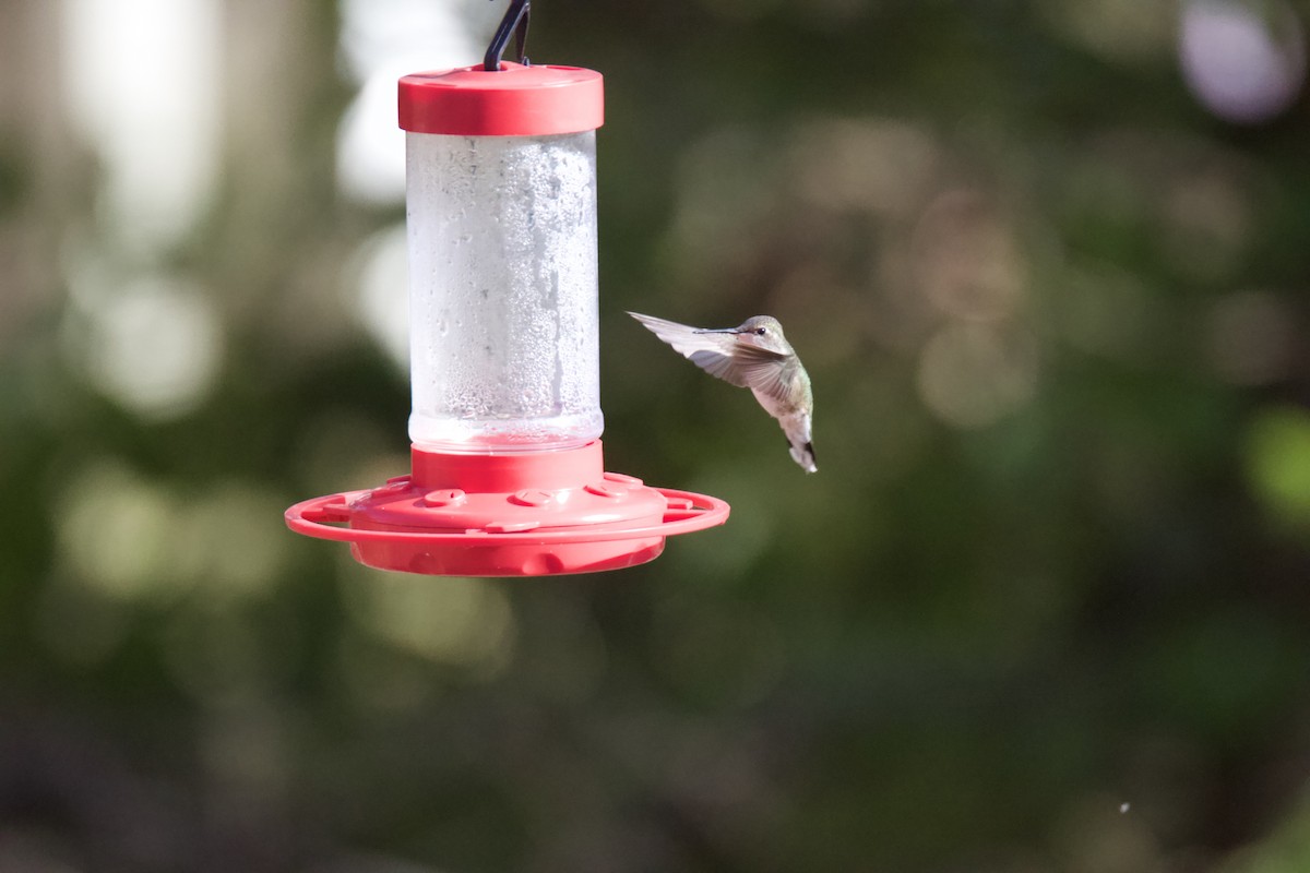 Black-chinned Hummingbird - Joe Wojnarowski