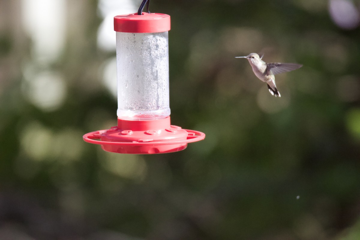 Black-chinned Hummingbird - Joe Wojnarowski