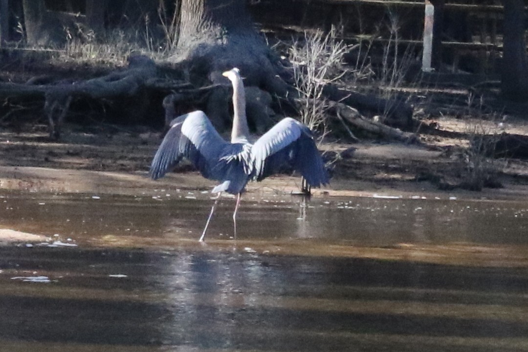 Great Blue Heron (Great Blue) - ML612057813