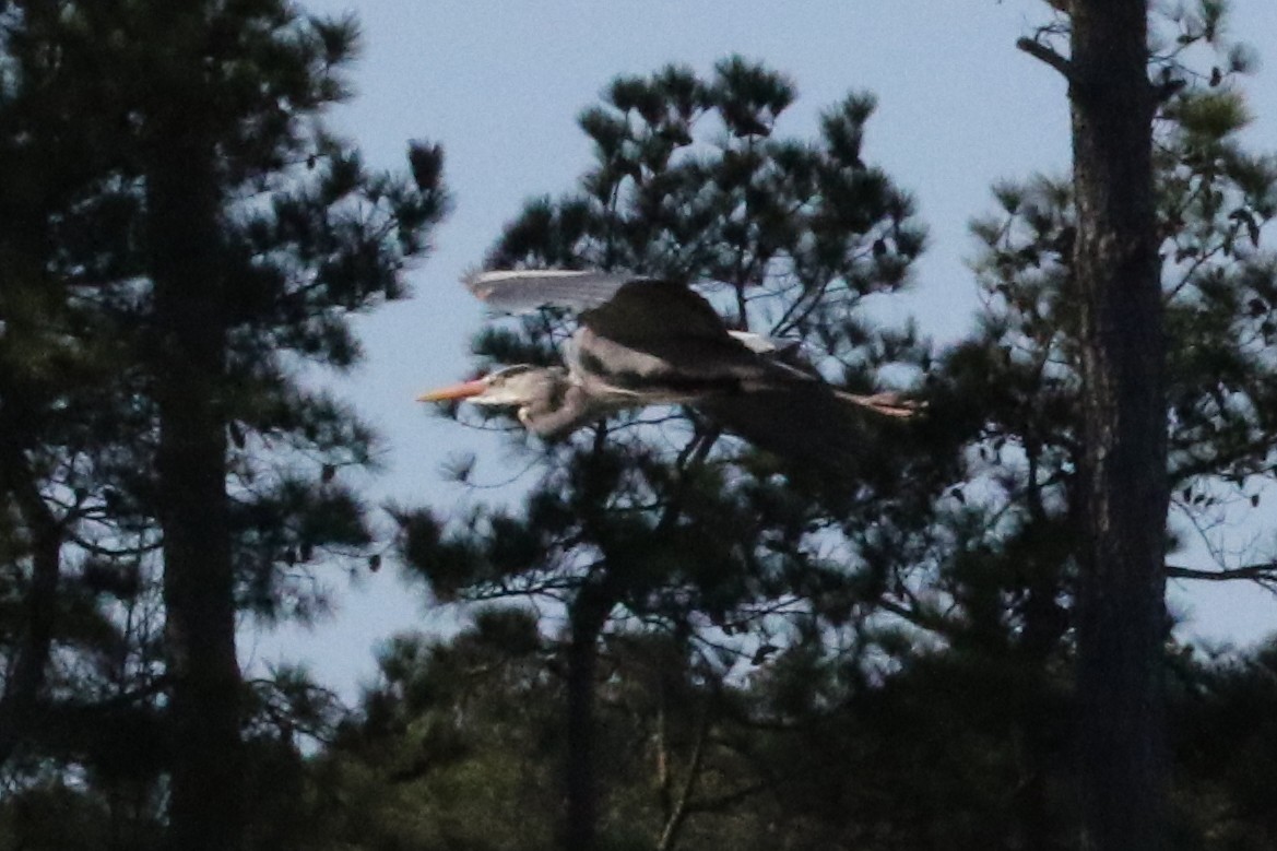Great Blue Heron (Great Blue) - ML612057814
