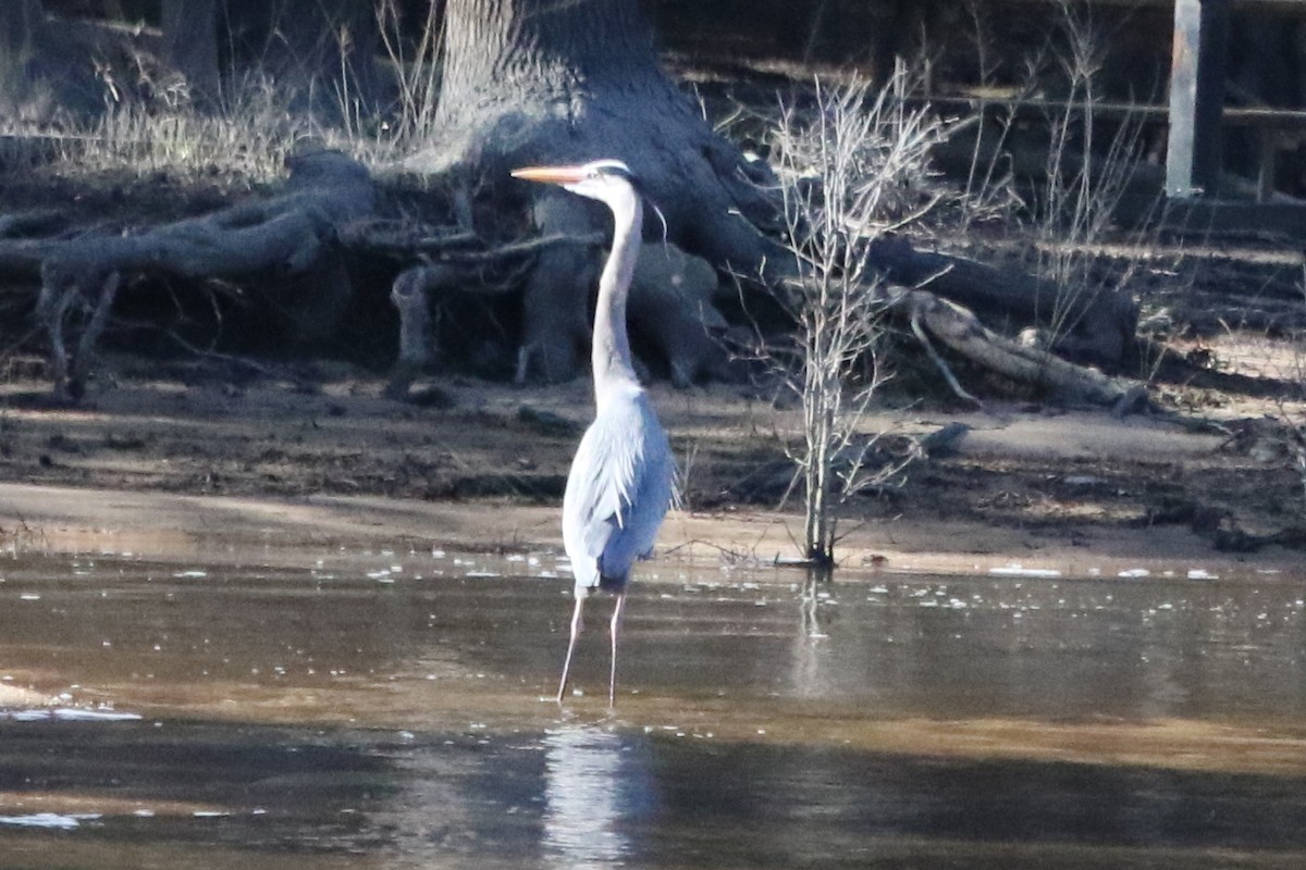 Great Blue Heron (Great Blue) - ML612057815