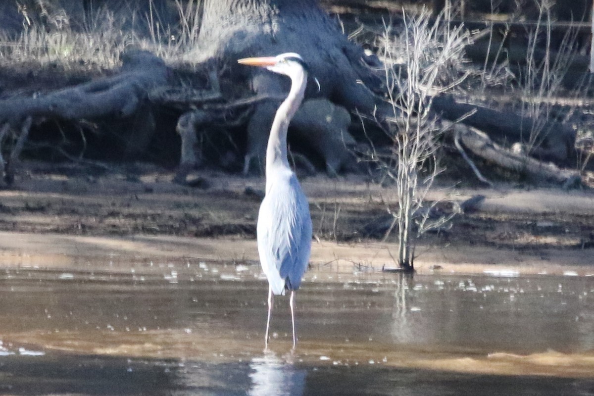 Great Blue Heron (Great Blue) - ML612057816