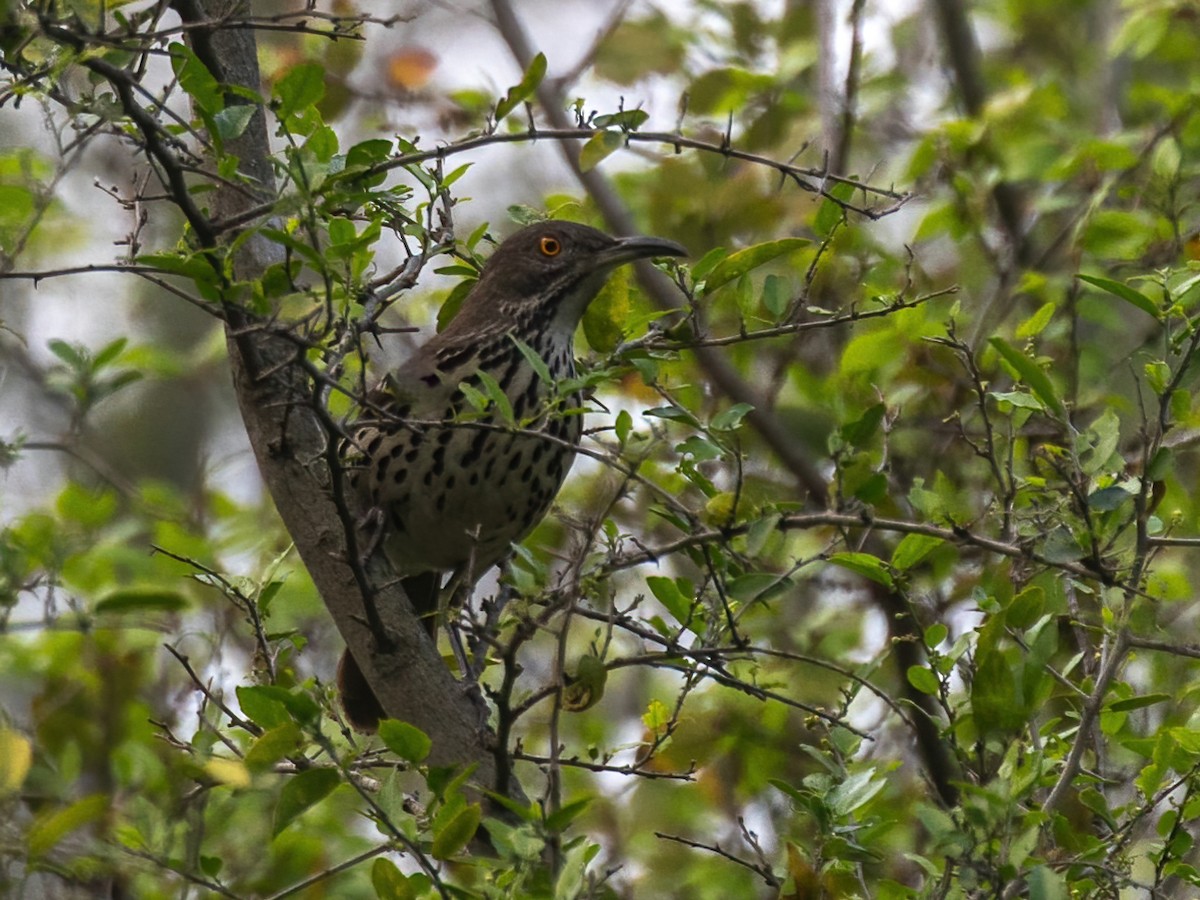 Long-billed Thrasher - ML612057829