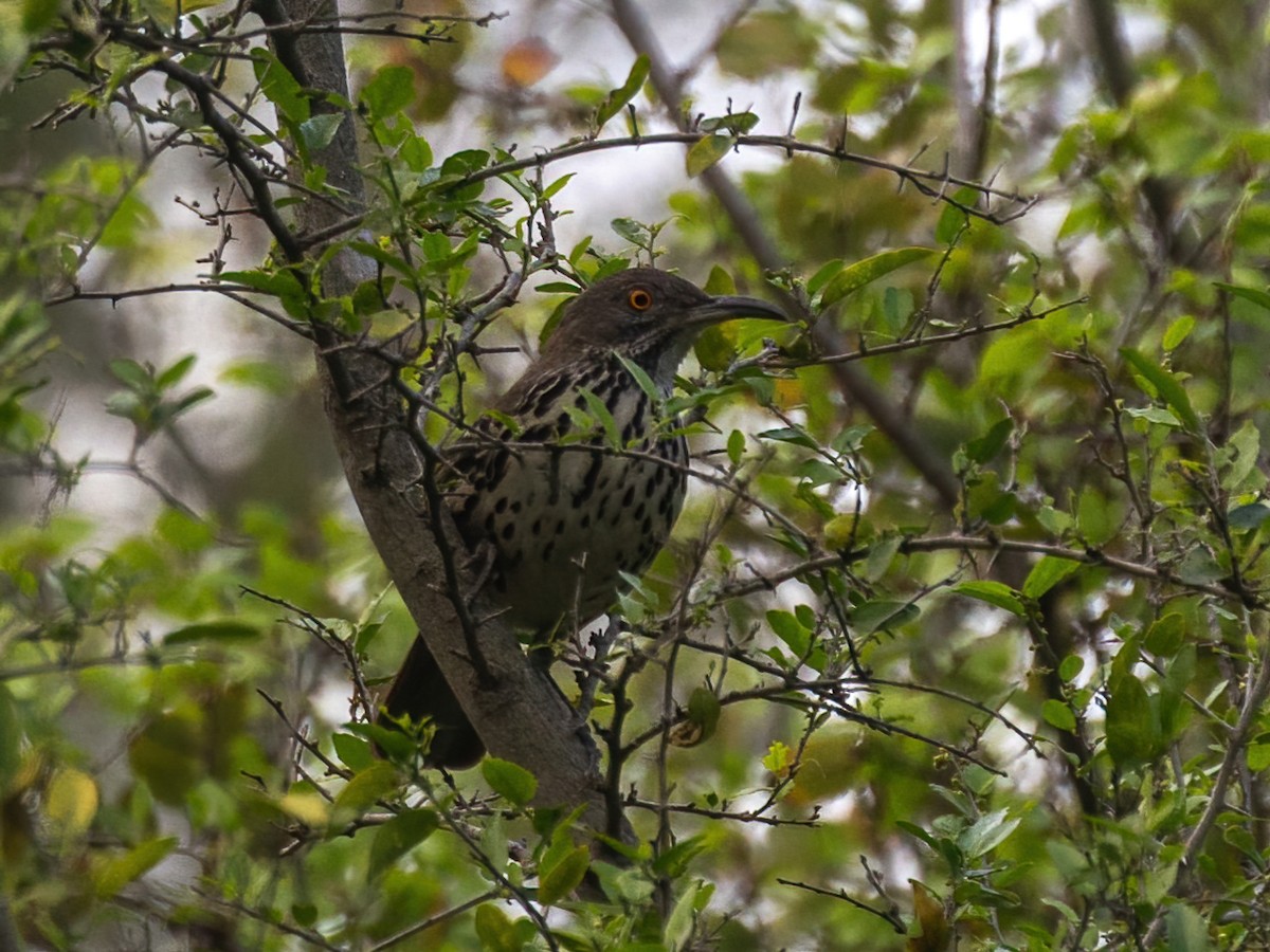 Long-billed Thrasher - ML612057830