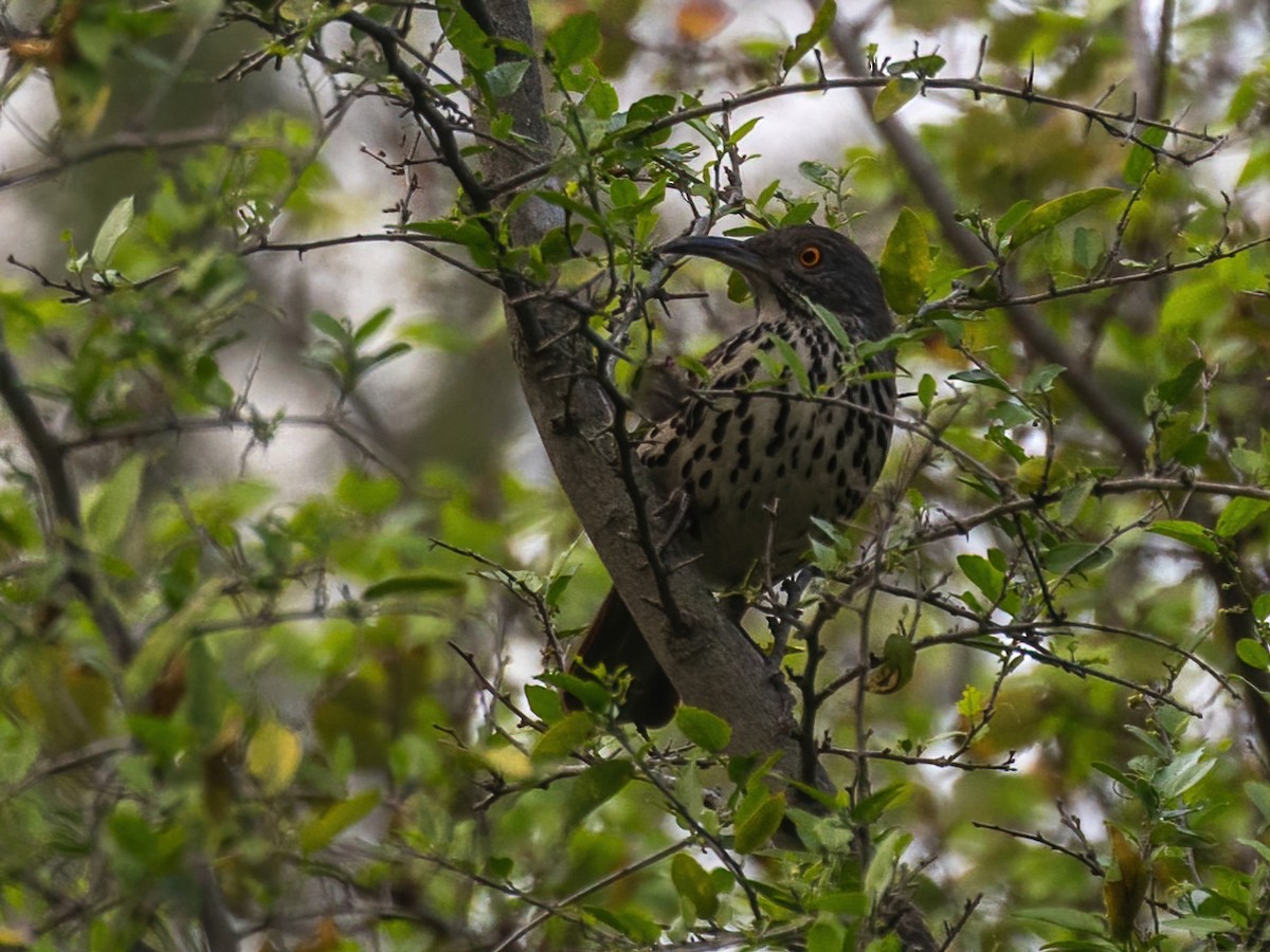 Long-billed Thrasher - ML612057831