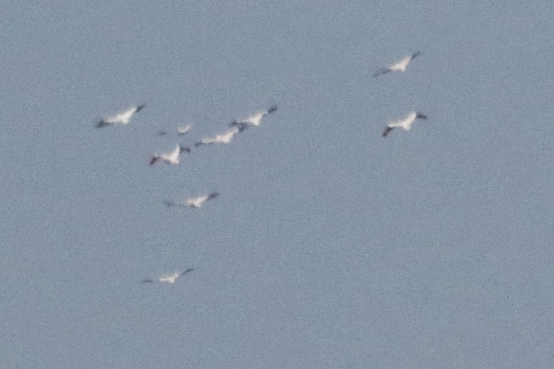 American White Pelican - ML612057832