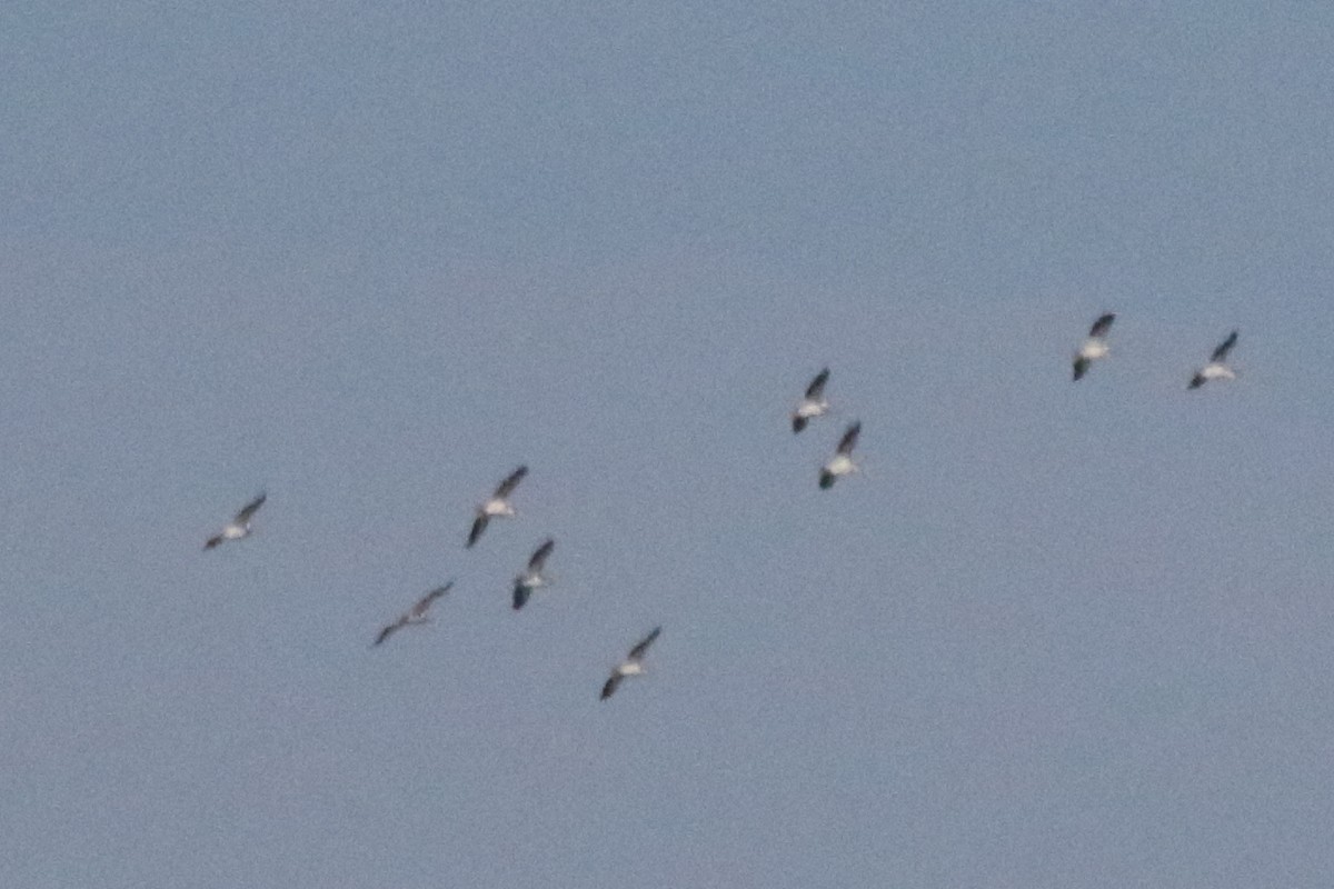 American White Pelican - ML612057833