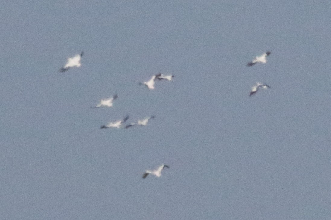 American White Pelican - ML612057834