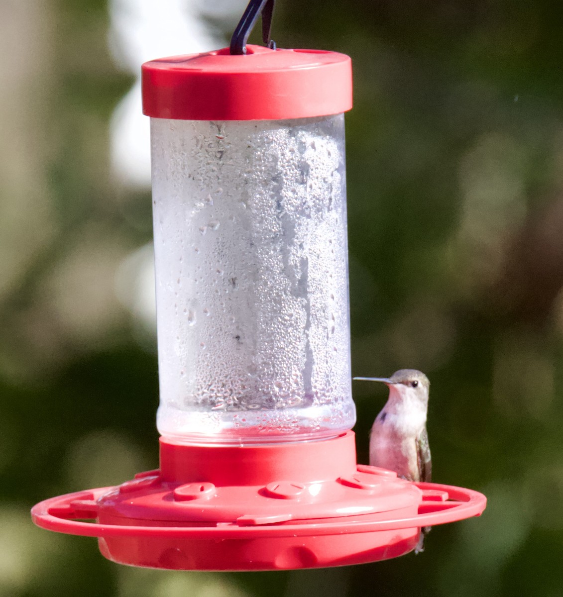 Black-chinned Hummingbird - ML612057843