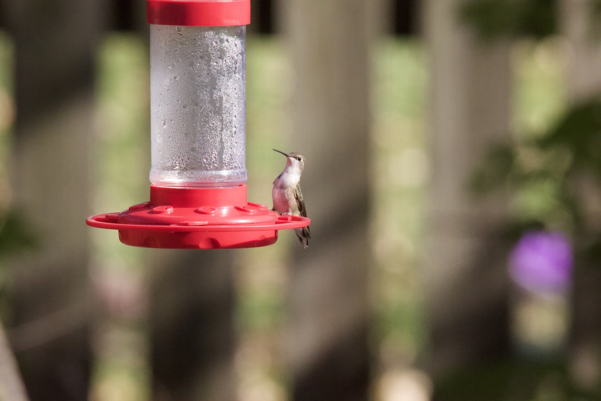 Black-chinned Hummingbird - Joe Wojnarowski