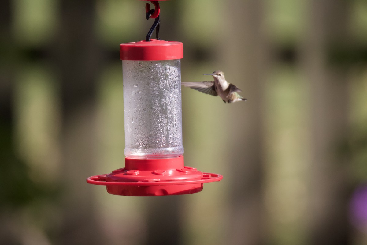 Black-chinned Hummingbird - ML612057858