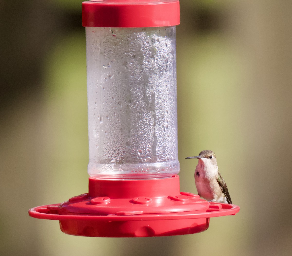 Black-chinned Hummingbird - ML612057865