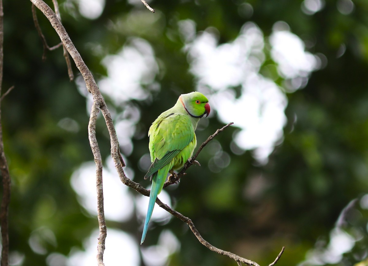 Rose-ringed Parakeet - ML612057883