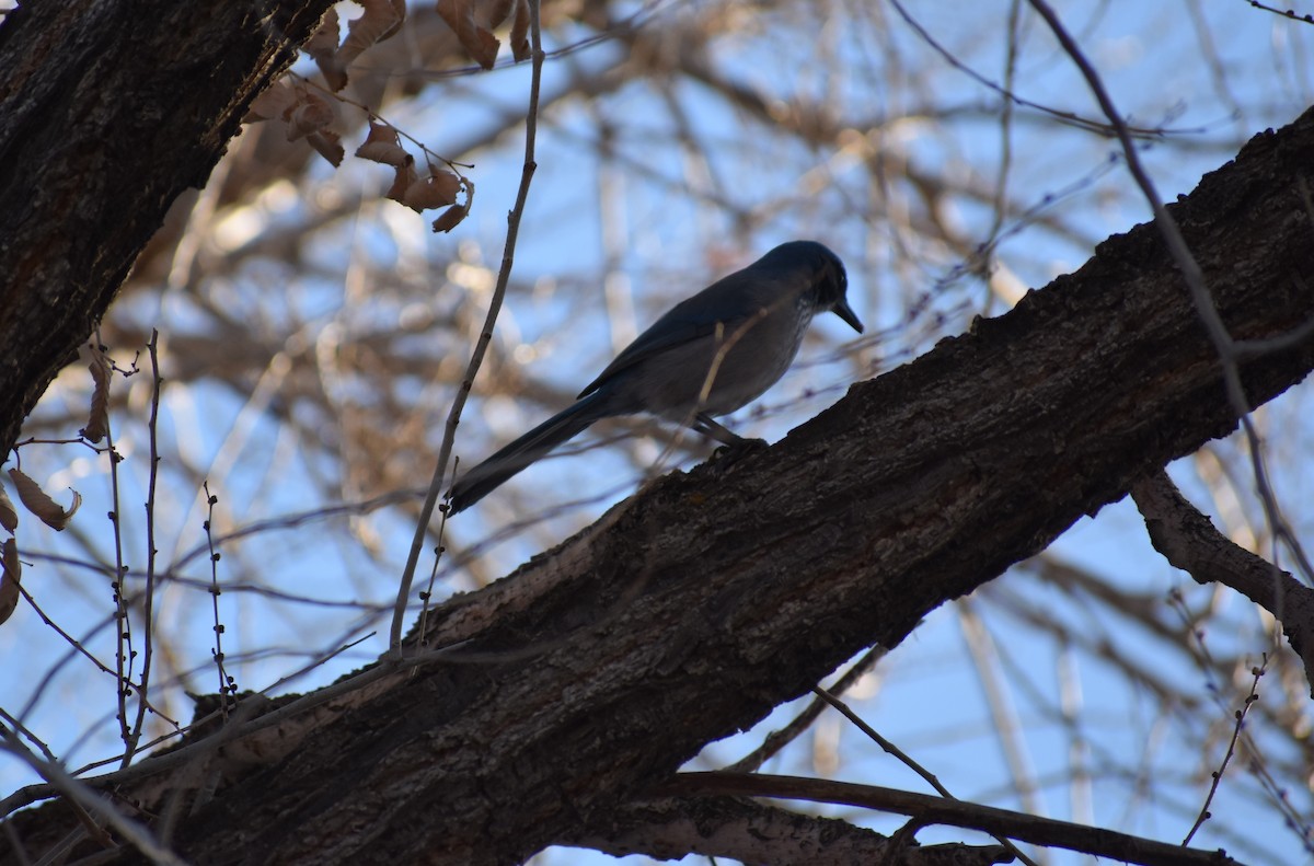 Woodhouse's Scrub-Jay - ML612057890