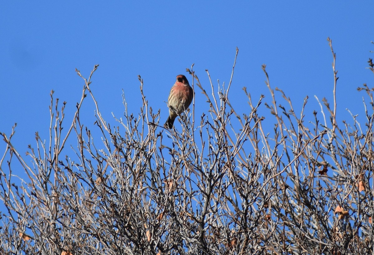 House Finch - ML612057910