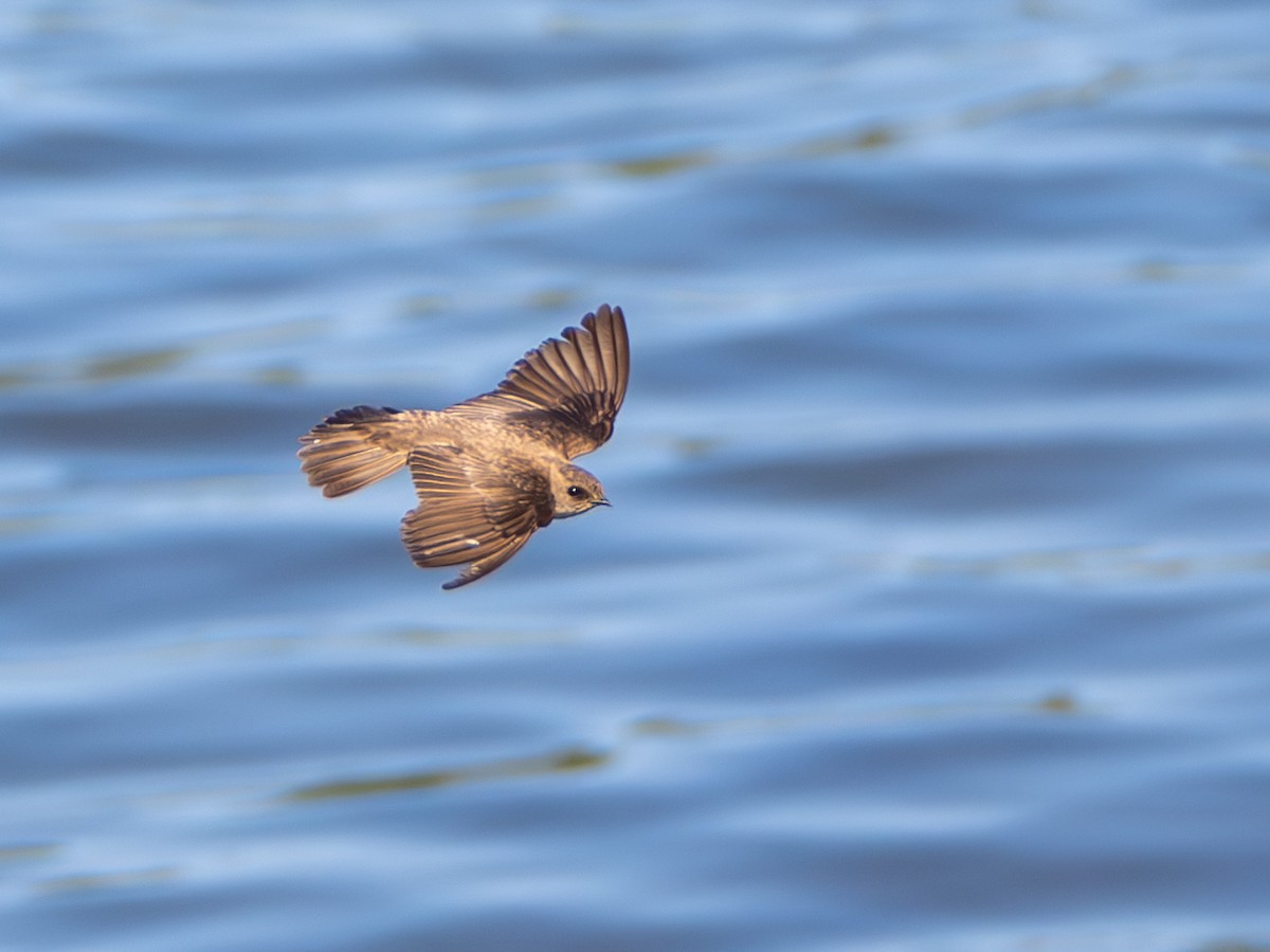 Northern Rough-winged Swallow - ML612057920