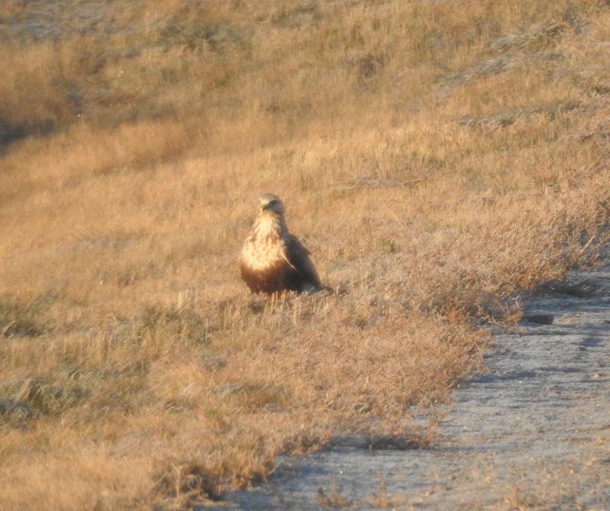 Raufußbussard - ML612057922