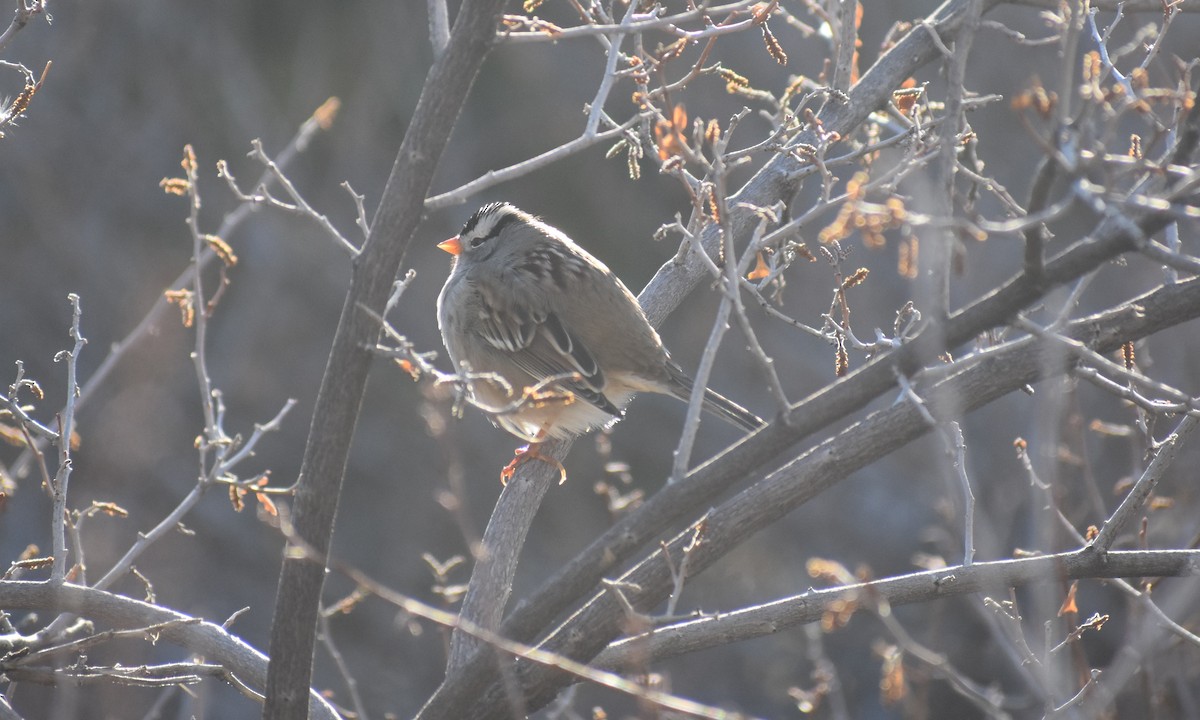 White-crowned Sparrow - ML612057950
