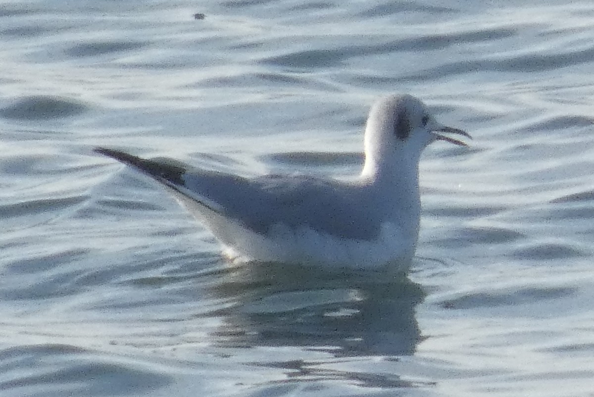 Bonaparte's Gull - ML612057954