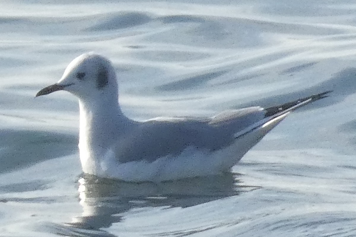 Bonaparte's Gull - ML612057957