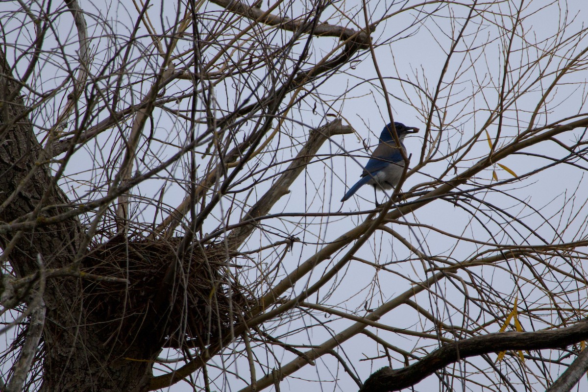 California Scrub-Jay - ML612057987