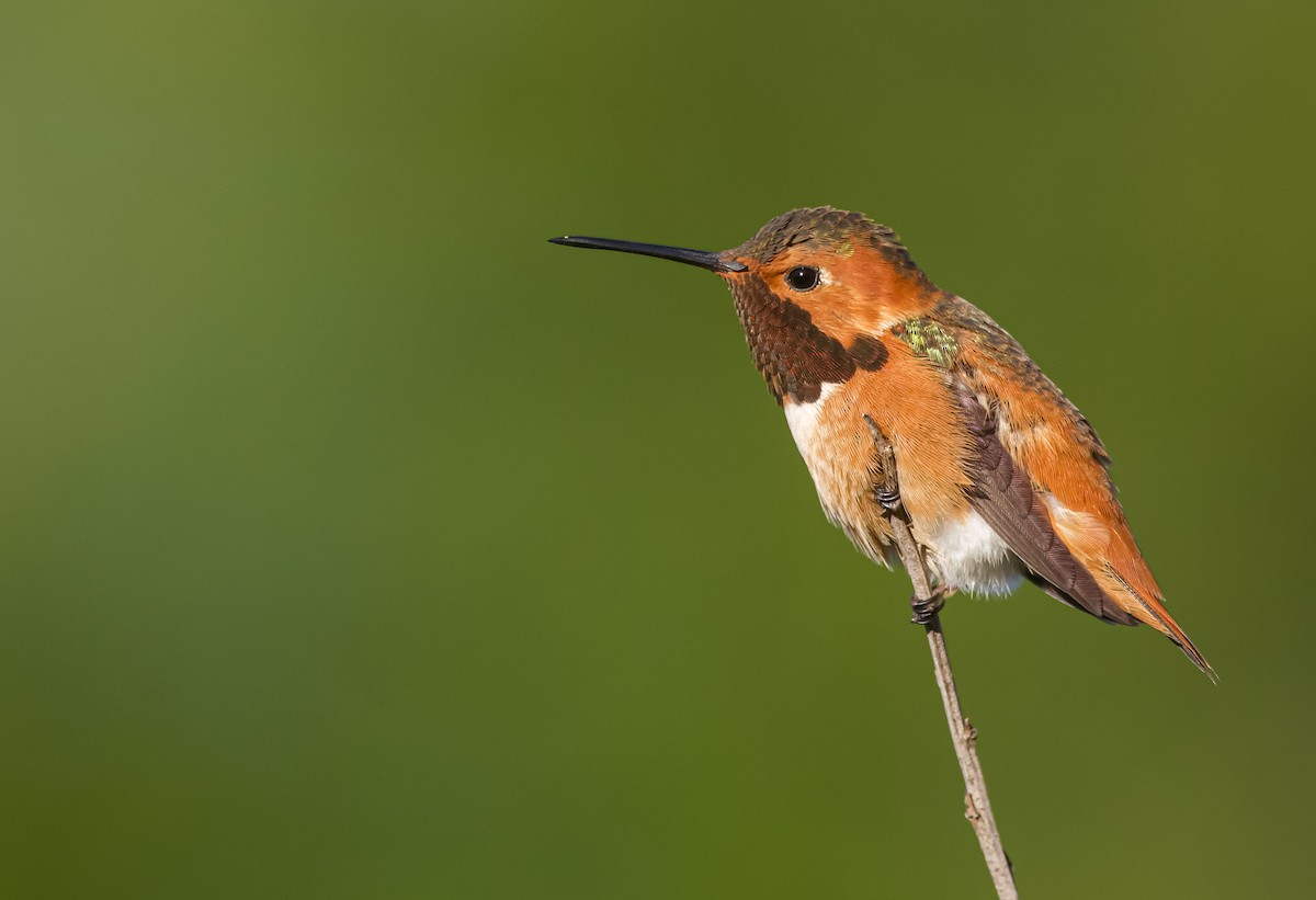 Allen's Hummingbird - ML612058024