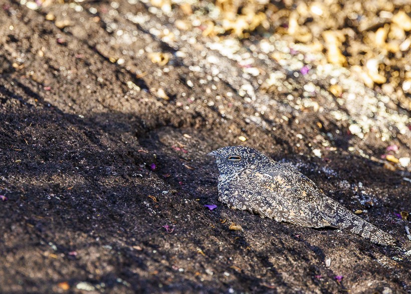 Pygmy Nightjar - ML612058109