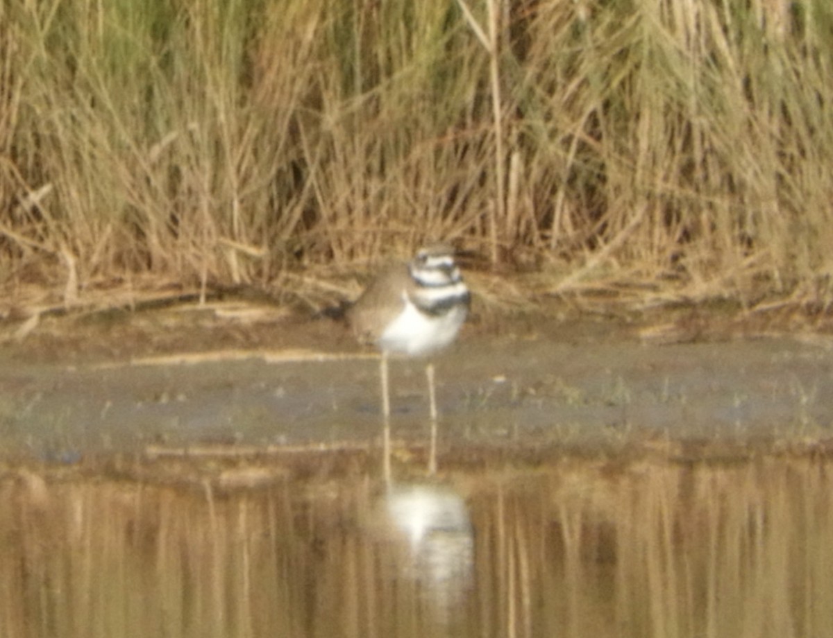 Killdeer - ML612058215