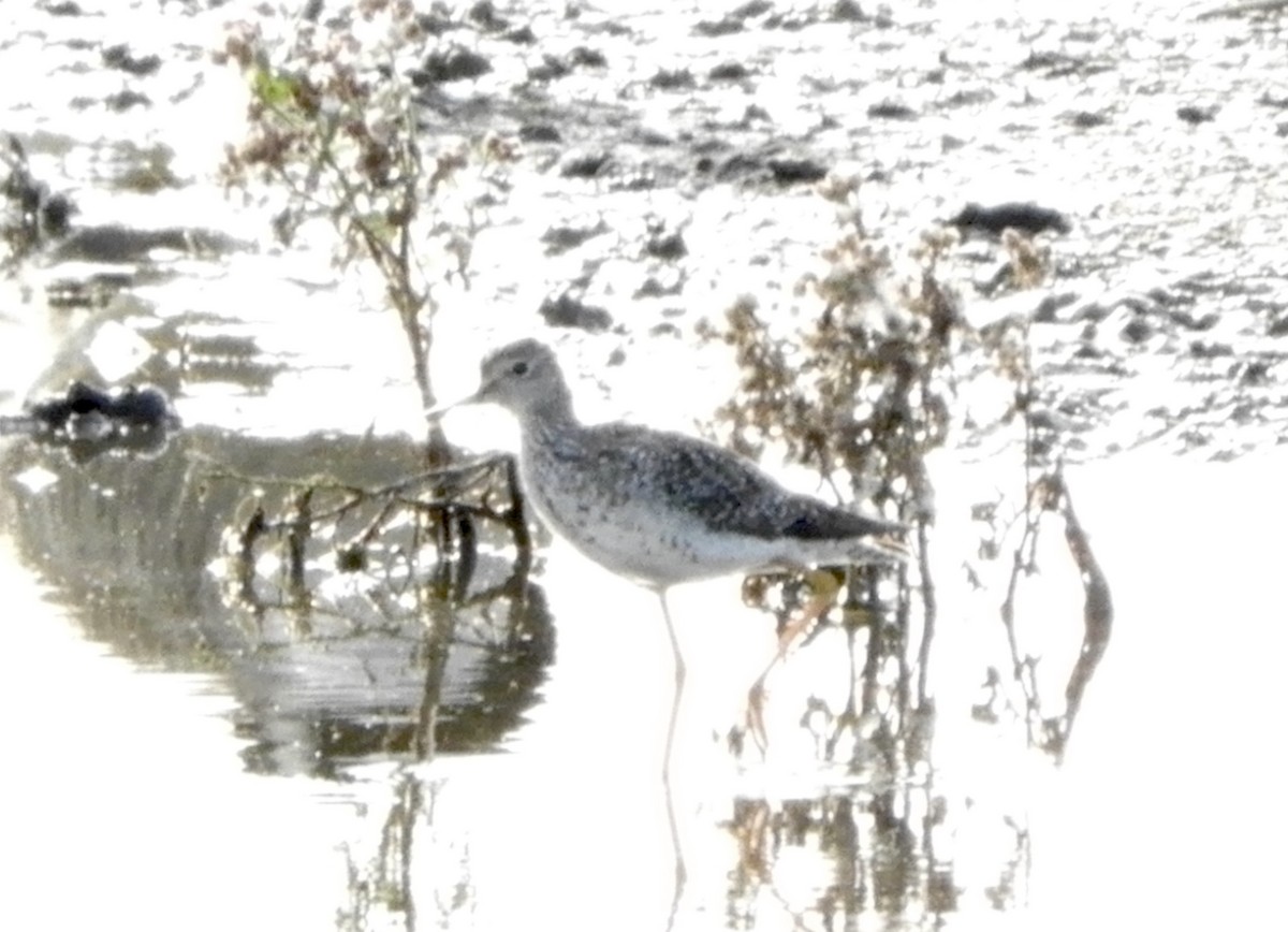 Greater Yellowlegs - ML612058223