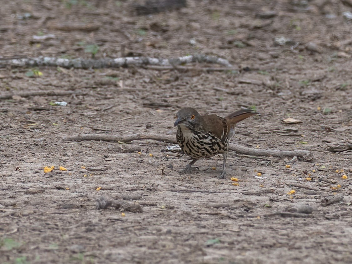 Long-billed Thrasher - ML612058224