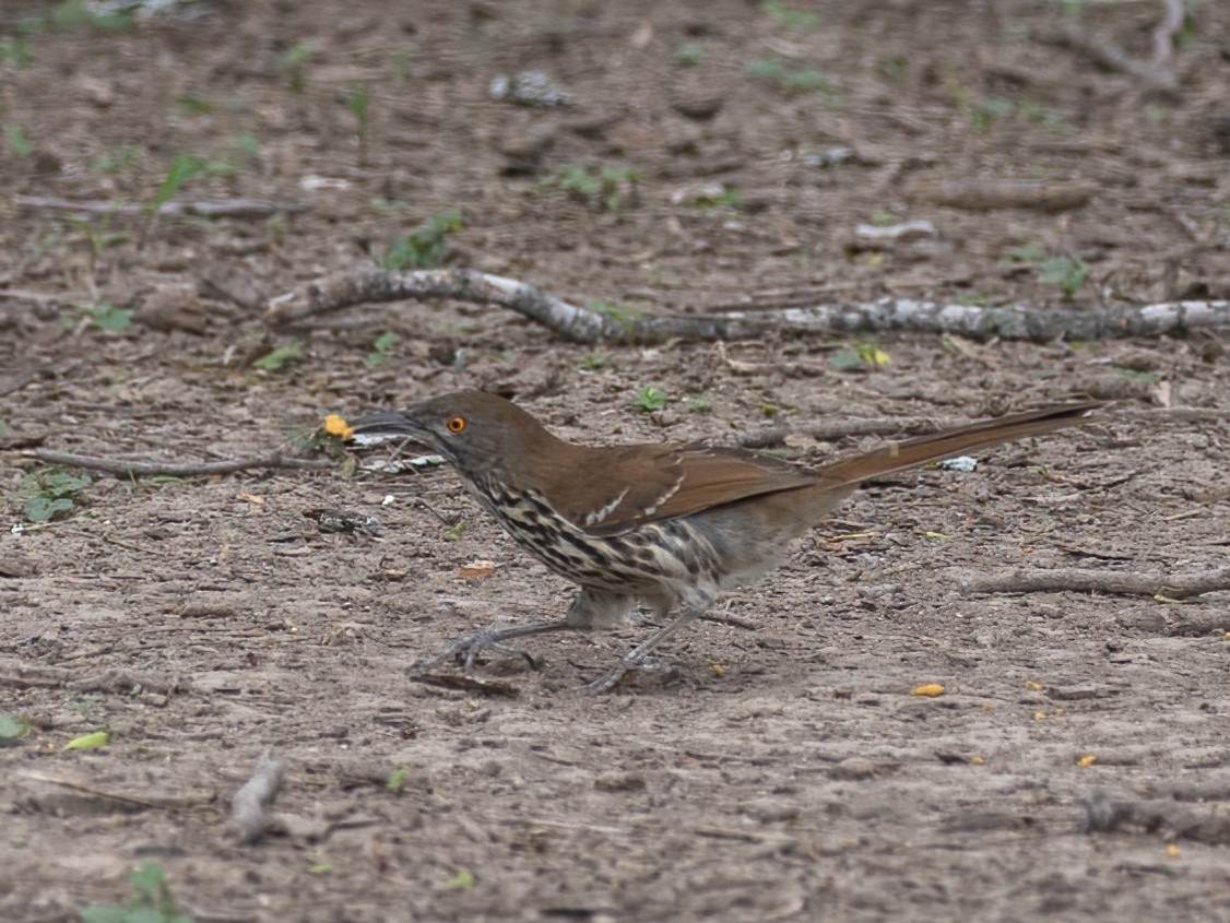 Long-billed Thrasher - ML612058225