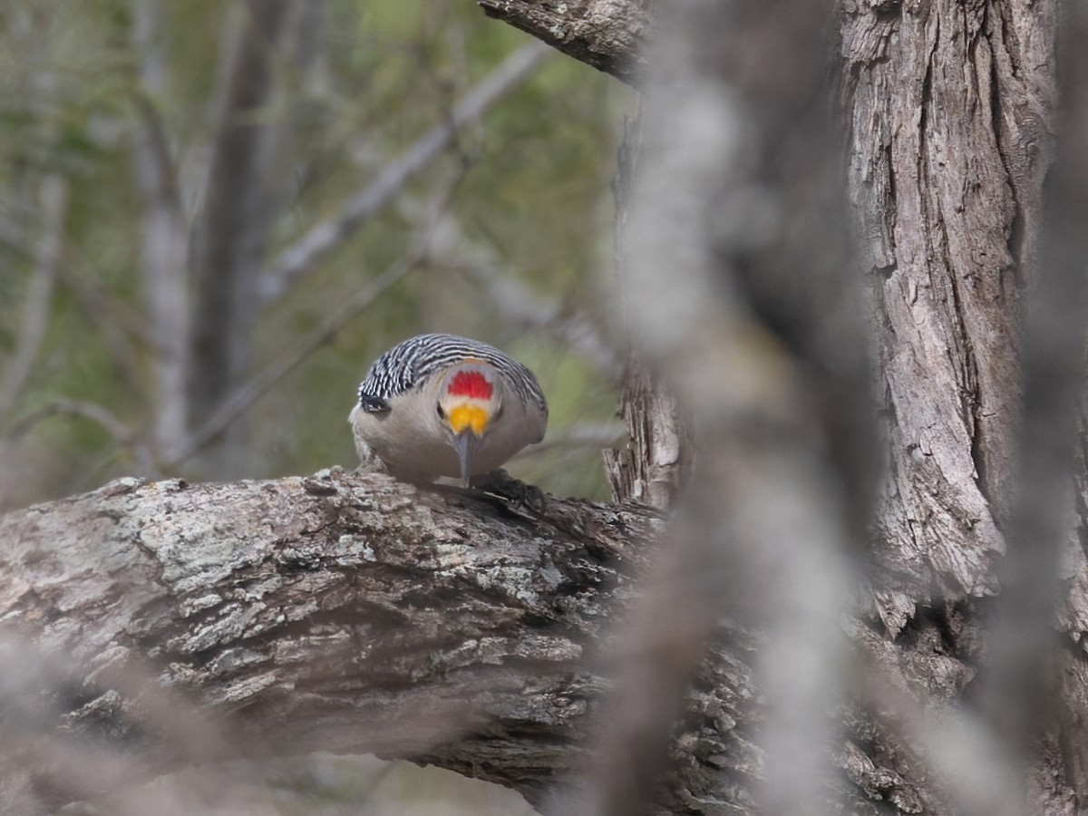 Golden-fronted Woodpecker - ML612058233