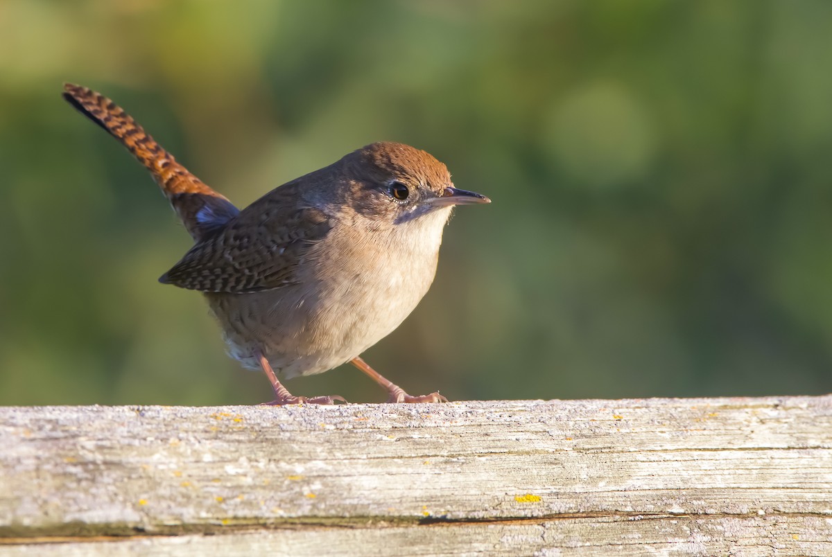 Northern House Wren - ML612058262