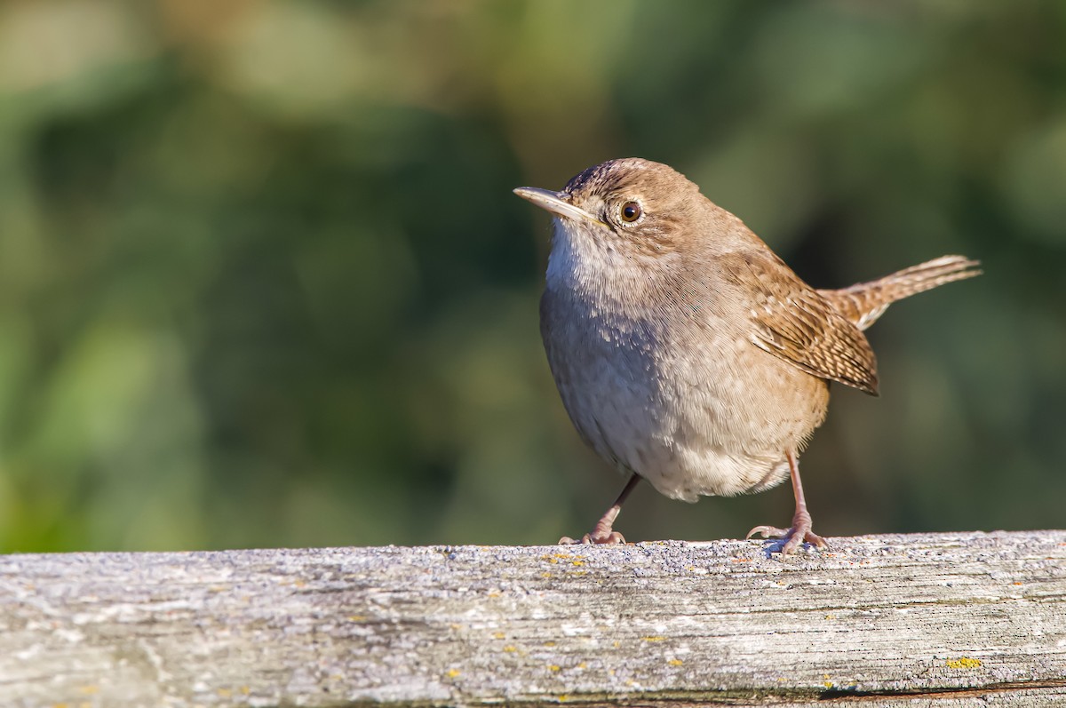 Northern House Wren - ML612058263